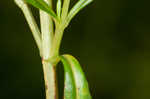 Bushy St. Johnswort